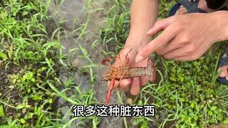 广东连续下雨，老板15亩龙虾全跑农田水沟了，好多龙虾捡