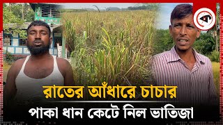 রাতের আঁধারে চাচার পাকা ধান কেটে নিল ভাতিজা | Barguna  | Chacha Bhatija | Paddy | Kalbela