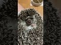 飼育2日目に少し心を開いた栗、、じゃなくてハリネズミ shorts はりねずみ hedgehog