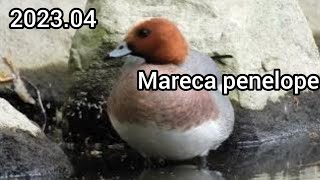 Eurasian wigeon (European wigeon, Widgeon, Mareca penelope) / Ducks (Waterfowl, Water birds)