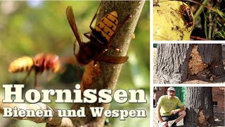 Hornissen, Honigbienen und Wespen hautnah erleben