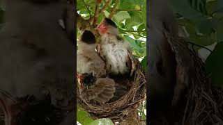 Detik-Detik induk burung ngasih makan anak nya