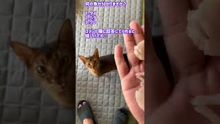 何の魚でしょうか？#釣り#猫