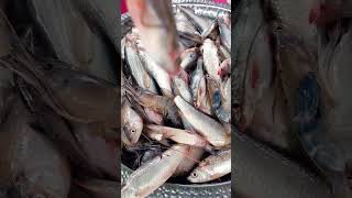 একদম তাজা মাছ                          #fish #popular #shortvideo #trending #love