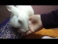 bunny licking my hand 😍 sn pet world