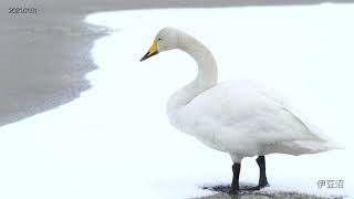 【4K】A99Ⅱ伊豆沼にて白鳥観察