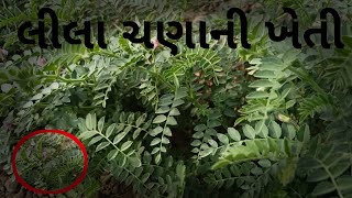 લીલા ચણાની ખેતી 🤩🌾 | Farming 💌 Life Vlog 🤩 |