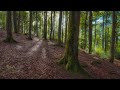 🌳 4K - Relaxing Nature Sounds For Stress Relief, Forest Sounds, Bird Song