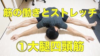 筋の働きとストレッチ〜①大腿四頭筋〜【ロードバイク乗りのためのフィジカルセミナー】