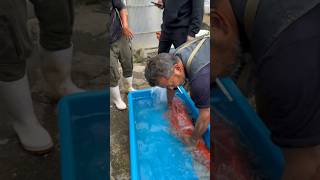 Wrangling Giant Japanese Koi! #japanesekoi #koi #cigarette