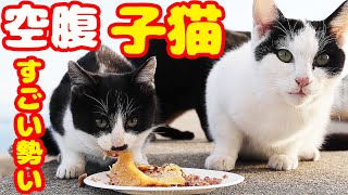 空腹な子猫にご飯をあげたらすごい勢いで・・・ 誰かが置きエサしてた さくらねこと子猫への給餌