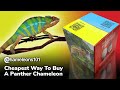 Cheapest Way to Buy a Panther Chameleon!