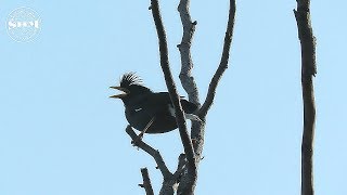 เสียงร้องของนกเอี้ยงหงอน White-vented Myna singing