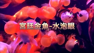 宮廷金魚-水泡眼 Bubble-Eye Goldfish Fancy Goldfish