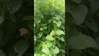 Aristolochia elegans (Aristolochia littoralis)Calico flower, dutchman's pipe