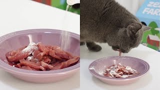 猫咪生骨肉吃播vlog｜小米龙和锦葵紫