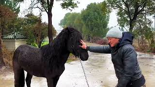 Is this little black horse pestering Liu Dagang This is