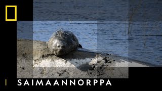 Saimaanorppa  I Eurooppa ylhäältä päin I National Geographic Suomi