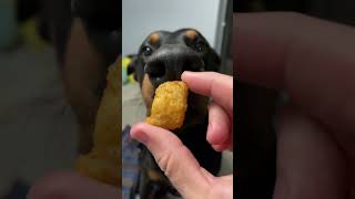 Cheesy time #dog #doberman #cheese #shorts #dogshorts #dogsofyoutube #xodus #puppy