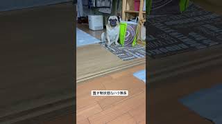 どういう仕組み？#パグ #pug #ぱぐ #日常 #癒し #shorts #ショート #しょーと #犬のいる暮らし #犬のいる生活 #いぬ