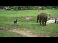 baby elephant try to make friend with dog elephantnews