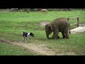 baby elephant try to make friend with dog elephantnews