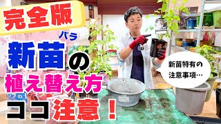 バラの新苗編）ココ注意!！接ぎ木テープはとらないでください。