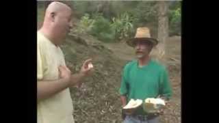 Zimmern Vs Durian