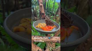 Butterfly Park Tenerife🏝️             Mariposario del Drago                  Парк Метеликів 🦋