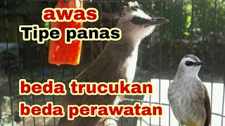 trucukan tipe panas beda perawatan dan beda kicauan