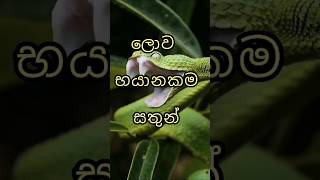 ලොව භයානකම සතුන්|The most dangerous animals in the world😱#shorts #top10 #viral