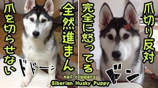 爪をなかなか切らせないハスキー犬が怒ってしまった Husky puppy