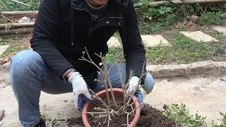 给米兰花换土，用上一种肥，一年开花没停过