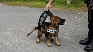 Funny and Cute German Shepherd Videos That Will Change Your Mood For Good - Cute GSD puppy