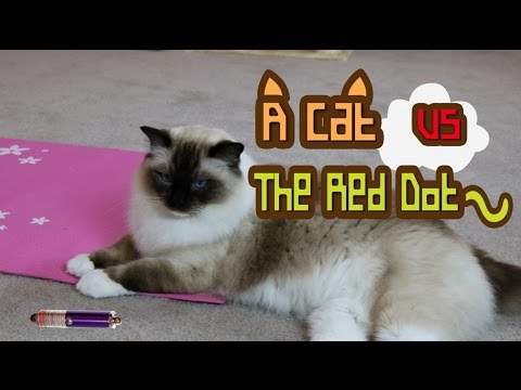 A Cat vs A Laser Pointer A Cat vs A Laser Pointer
