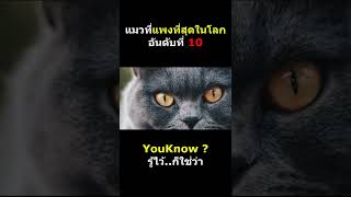 แมวที่แพงที่สุดในโลก อันดับ 10   | สาระ 1 นาที