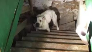 地下室の階段につながれていた犬。救助すると飛び回って喜びました【動物 感動】