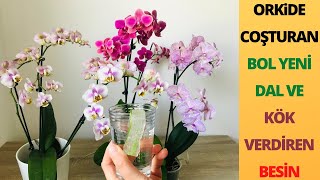 Bu Karışımı Verin Orkideniz Bol Bol  Yeni çiçek Dalı Ve Kökler Çıkarsın/Orkide Coşturan