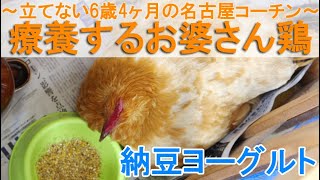 療養するお婆さん鶏～足腰を悪くして立てない6歳4ヶ月の名古屋コーチン雌鶏～