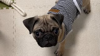 【Pug】我が家に新しい家族が増えました。