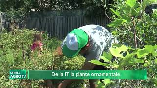 De la IT la plante ornamentale 18 06 2024