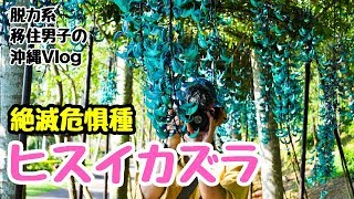 【青い宝石ヒスイカズラ】沖縄の東南植物楽園へ行ってみた