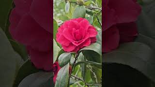 椿の花「紅麒麟」／CAMELLIA FLOWER \