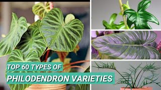 Top 60 Types of Philodendron Plants | Philodendron Varieties with Names