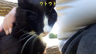 【ワレニャン】猫さんお肩を揉みましょう