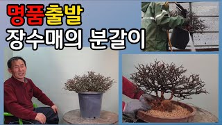 분재관리 186강 명품출발-장수매의 분갈이