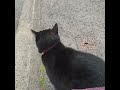 Cute 3-legged cat comes to say Hi!