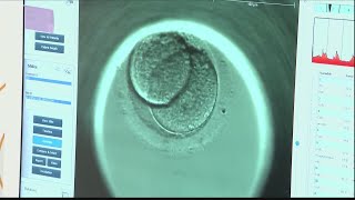 Lawyer: IVF embryo mix-ups are more common than you think