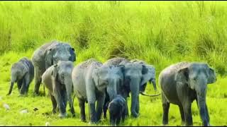 KAZIRANGA-The Magical Wilderness”