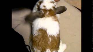 怒りのホーランドロップうさぎのもえちゃん holland lop rabbit